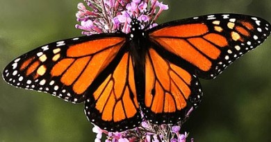 Mariposas monarca en México Mariposas monarca en México